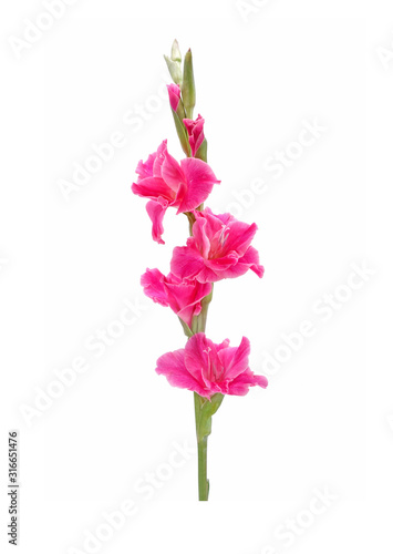 Fotografía Gladiolus isolated on white background