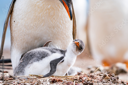 ペンギン ペブル島 フォークランド諸島 Pebble Island Canvas Print