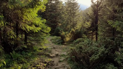 rays of sunlight in the spruce forest. sun shining through trees in mountain forest. beauty of natur