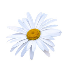 White And Yellow Daisy Flower Close-up Isolated On A White Background With Copy Space.