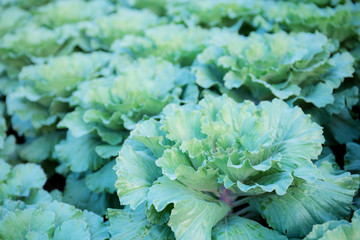 Lettuce on plantation.