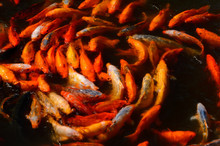 Blurred Close Of Feeding Frenzy Of Orange Koi Fish At A YuYuan Gardens Pond In Shanghai China