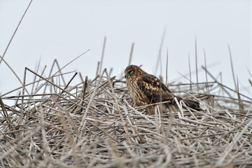 Wall Mural - Cooper's Hawk in the Nest at Merced Wildlife Refuge, California, USA