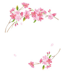 Sticker - 桜　水彩　背景イラスト