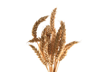 wheat isolated on white background