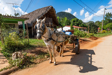 Heavy Horse Harnessed To A Cart Stands On Street On A Village Road Against The Background Of Sheds, Houses And Mountains.