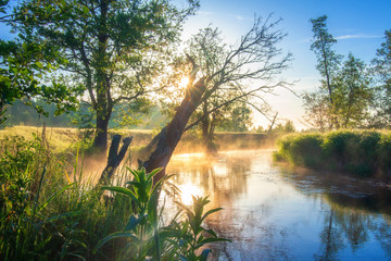 Canvas Print - Amazing scenery sunny morning on river. River is surrounded of forest, green fields, lonely trees in summer