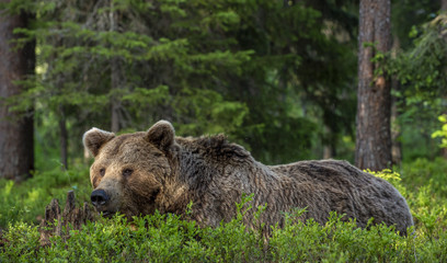 Wall Mural - wild adult male of brown bear in the pine forest. close up portrait. scientific name: ursus arctos. 
