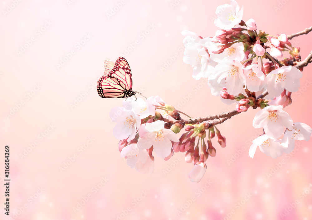 Beautiful magic spring scene with sakura flowers - obrazy, fototapety, plakaty 