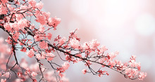 Beautiful Nature Spring Background With Sakura Flowers