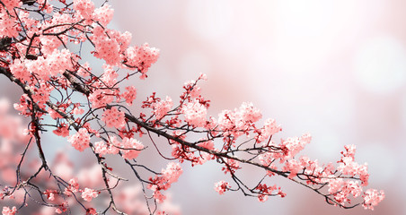 Aufkleber - Beautiful nature spring background with sakura flowers