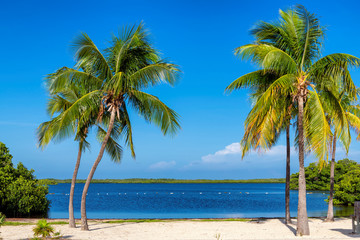 Beautiful beach with palms and turquoise sea in Florida Keys.	