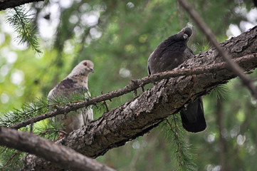 bird on a branch
