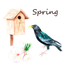 Watercolor Drawings - Bird, Spring Flower, Birdhouse Sketch