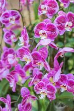 Beautiful Purple Orchid - Phalaenopsis  In The Garden