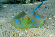 Blue - Spotted Stingray In Red Sea, Close Up