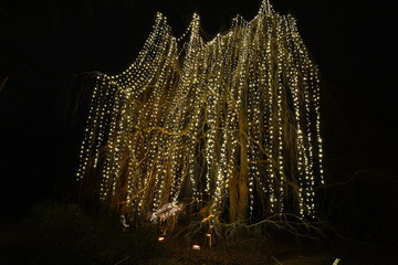 Wall Mural - Christmas tree with lights. Huge tree with gorgeous illumination in Christmas Garden Berlin Germany. Shining Christmas lights on old tree and small human silhouette underneath. Christmas lighting 