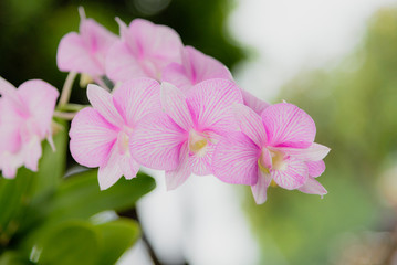 pink flowers in the garden