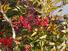 Red Berries Of Holy Bamboo Shrub Free Stock Photo - Public Domain Pictures