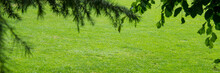 Tree Branches And Green Grass In A City Park. Web Banner.