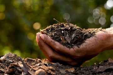 Loam in the hands of men for planting, soil texture background.