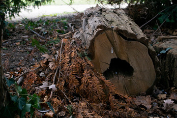 tree trunk on the ground