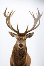 Deer Portrait, Colse-up.