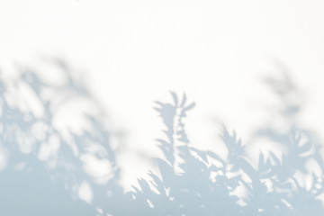 Leaves shadow and tree branch abstract background.