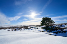 The Silhouette Of A Lone Frozen Tree In Winter On The Snow Covered Moorland Of Edmondbyers Common Below The Summit Of Bolt's Law. England, UK.