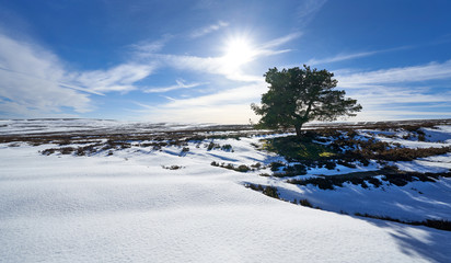 Wall Mural - The silhouette of a lone frozen tree in winter on the snow covered moorland of Edmondbyers Common below the summit of Bolt's Law. England, UK.