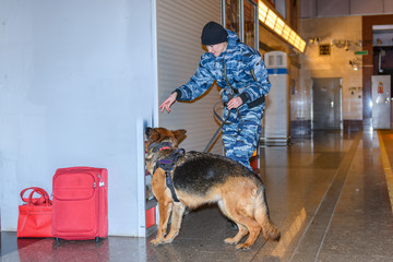 Female police officer with a trained german shepherd dog sniffs out drugs or bomb in luggage. Subway station.