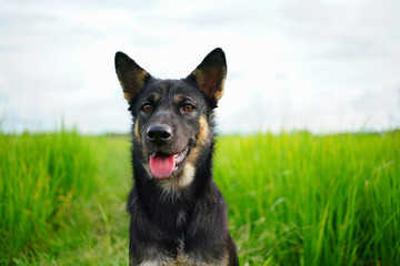 Black dog smiling and looking the camera on field. happy animal outside