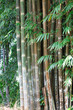 Floresta de bambus