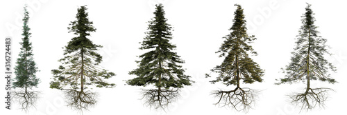 Fotomural group of conifer trees with roots isolated on white background