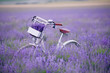 Classic bike stands in a field with lavender closeup.