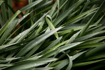 green grass dew