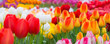 Holiday or birthday panoramic background with tulip flowerbed, red, yellow, white, flower garden