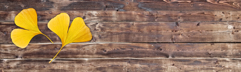 Wall Mural - two yellow ginkgo biloba leaves in the shape of a heart on old wooden panoramic background. autumn o