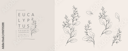 Fotomural Seeded eucalyptus logo and branch
