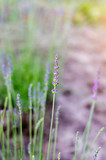 Fototapeta Lawenda - lavender. Soft focus, beautiful lavender flower