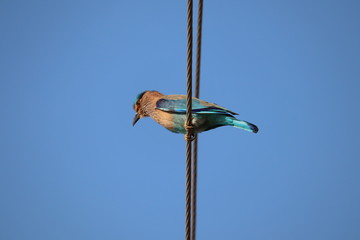 electric pole on blue sky background