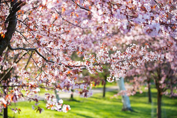 Beautiful city park with cherry trees in bloom. Branches with pink flowers in sunny day. Helsinki, Finland