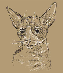 Brown vector cat portrait 6