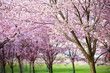 © Suzi Media  - Beautiful city park with cherry trees in bloom. Branches with pink flowers in sunny day. Helsinki, Finland