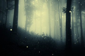 Wall Mural - fireflies in forest, magic sparkles in dark woods fantasy landscape