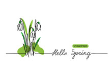 Snowdrops Vector Sketch And Lettering Hello Spring. First Flowers One Continuous Line Drawing. Hello Spring  Handwritten Greeting. 