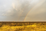 Fototapeta Tęcza - Spring landscape with double rainbow over burned field after thunderstorm. Beautiful natural background