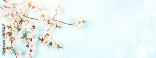 Branches of blossoming apricot flower on blue background. Banner for website ...