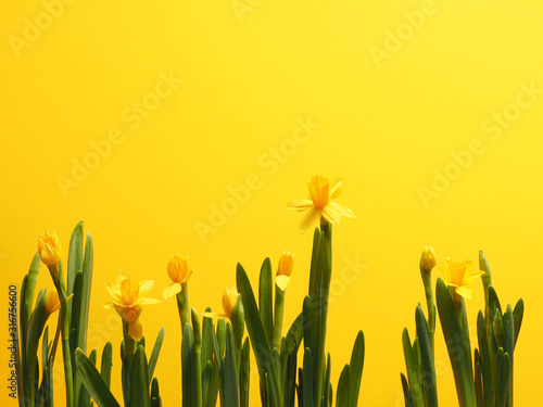Beautiful daffodils against a yellow background Poster Mural XXL