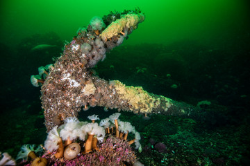 Wall Mural - Old boat anchor underwater and covered with marine life at Bonaventure Island in the Gulf of St. Lawrence